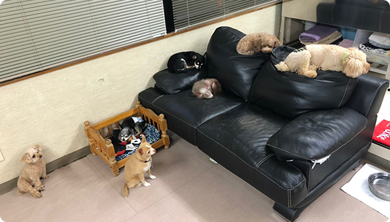 ケージレスホテル