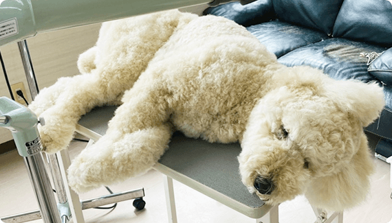 首を吊らないグルーミング