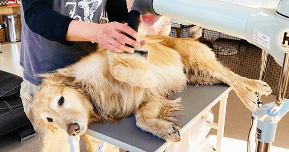 シャンプーセット