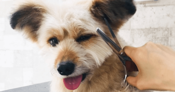 シャンプーセット＆全身カット