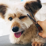 シャンプーセット＆全身カット